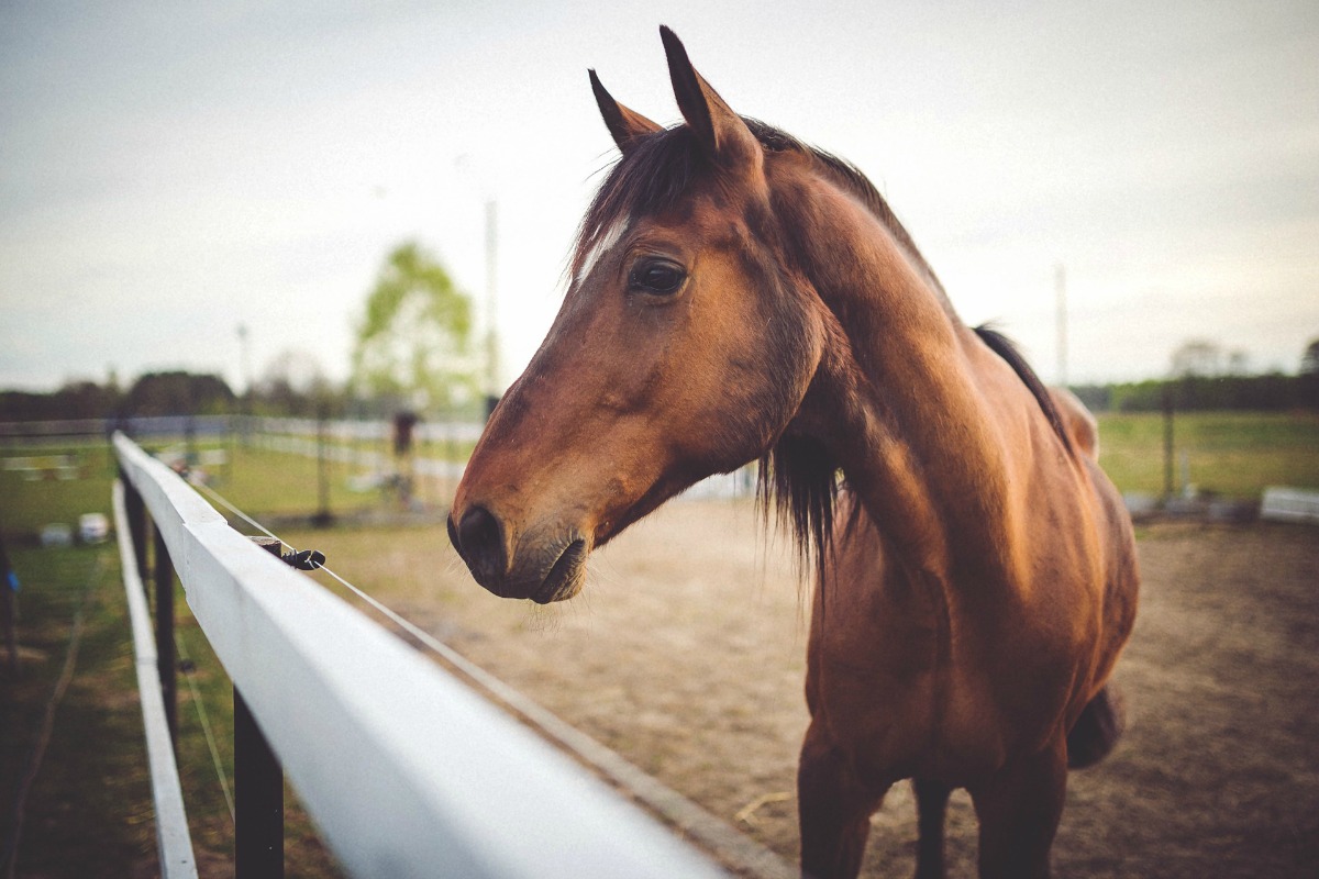 horse-not-zugeschnitten